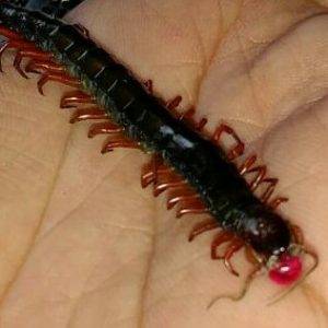 Mustika Centipede Geni