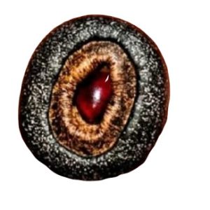 SIYAM RED AMULET FOR GLORY AND WEALTH